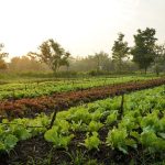 Organic food benefits