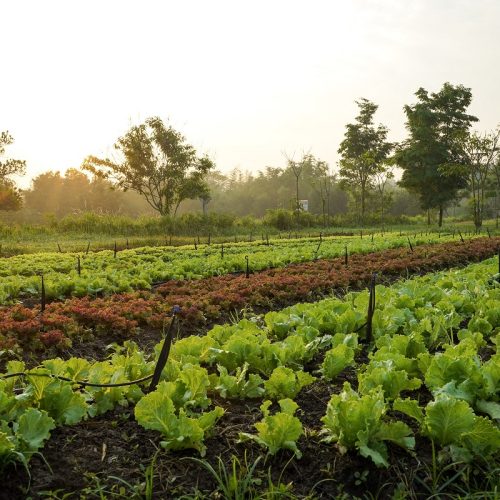 Is Organic Food Really Worth the Hype? Exploring the Benefits and Myths